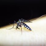 Vacina contra dengue está em análise pela Anvisa 