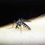Vacina contra dengue está em análise pela Anvisa