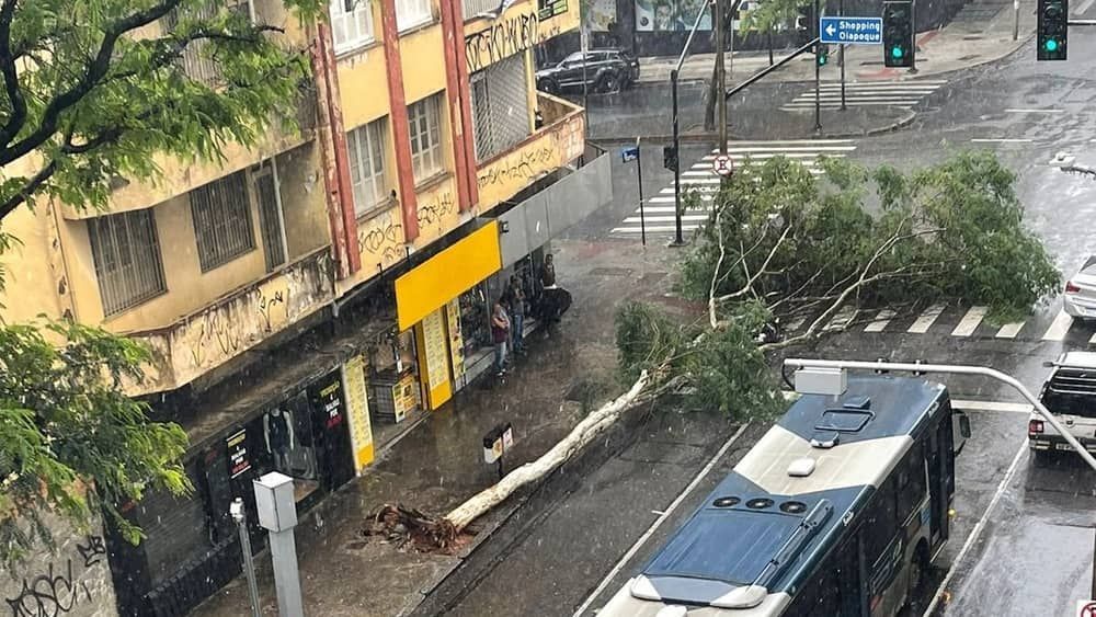 Árvore cai, atinge motociclista e interdita trânsito no Centro de BH