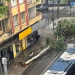 Árvore cai, atinge motociclista e interdita trânsito no Centro de BH