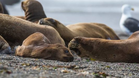 não se descarta a hipótese de que a transmissão esteja acontecendo entre animais.