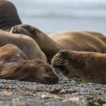 Exames confirmam leões-marinhos contaminados por influenza aviária no RGS