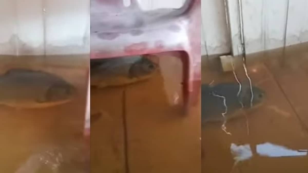 Após enchente, peixe é flagrado em cozinha de casa no MT