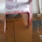 Após enchente, peixe é flagrado em cozinha de casa no MT