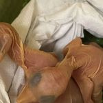 Nascem filhotes de tucanos de ovos encontrados em sutiã de passageira em aeroporto no PR