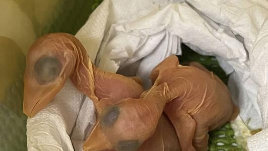 Nascem filhotes de tucanos de ovos encontrados em sutiã de passageira em aeroporto no PR