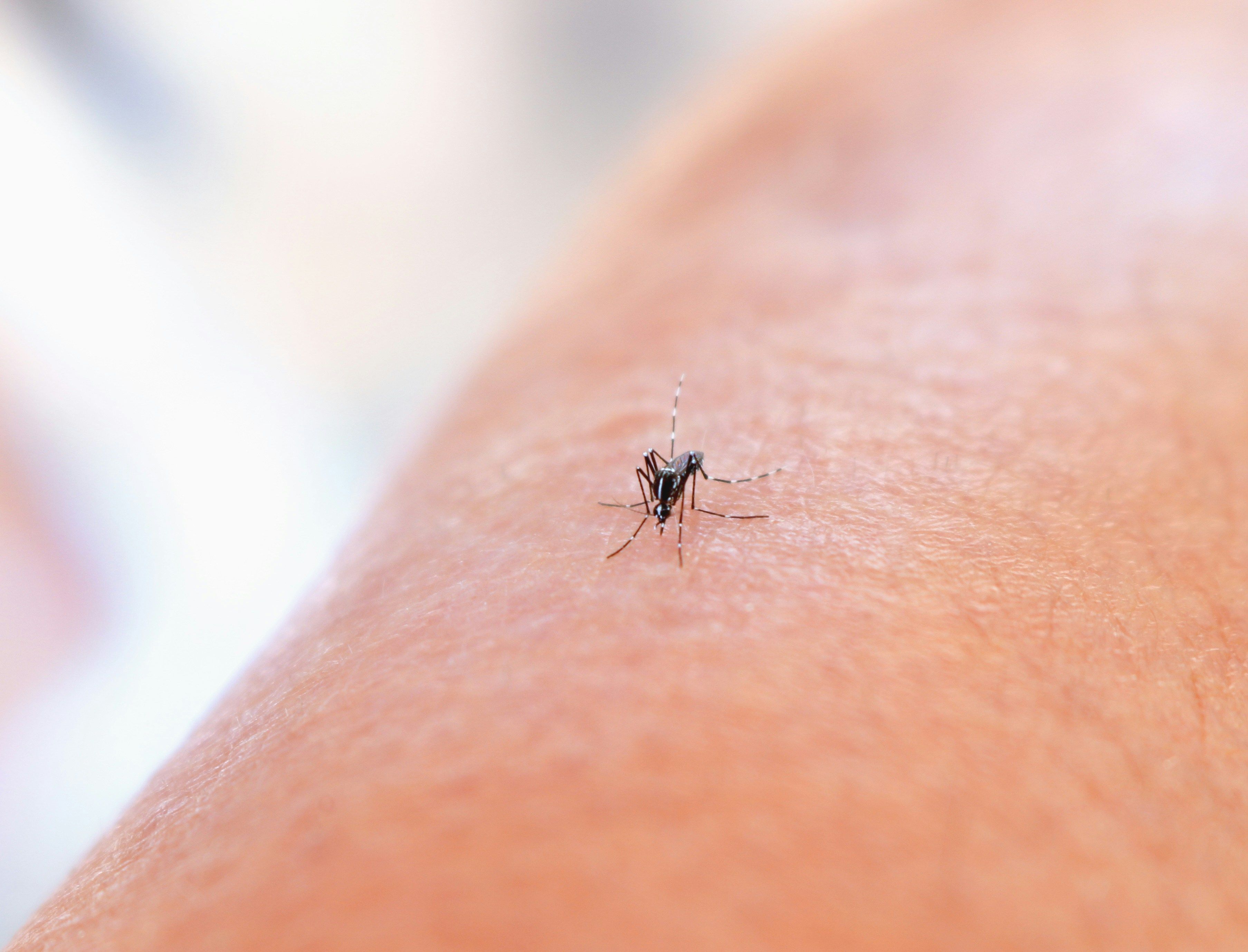 Minas Gerais lidera casos de dengue no Brasil