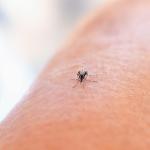 Minas Gerais lidera casos de dengue no Brasil