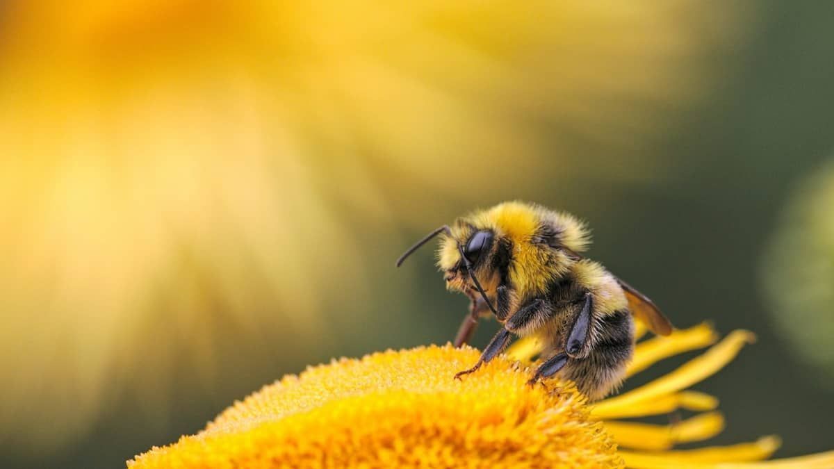 Abelhas europeias inibem adaptação de espécies nativas a clima e agricultura 