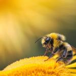 Abelhas europeias inibem adaptação de espécies nativas a clima e agricultura