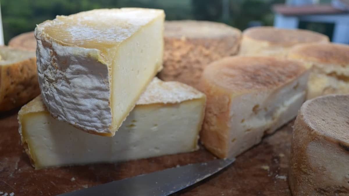Sete desafios para produzir um Queijo Minas Artesanal 