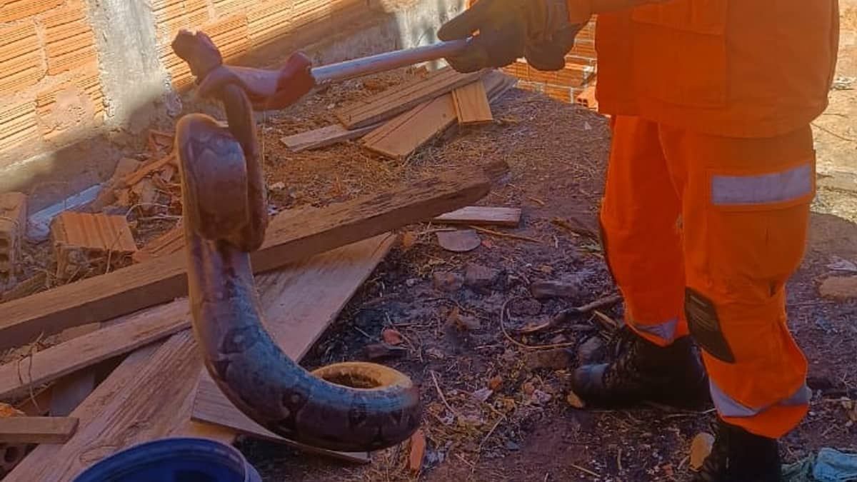 Jiboia de 1,5 metro é capturada no quintal de casa em Minas