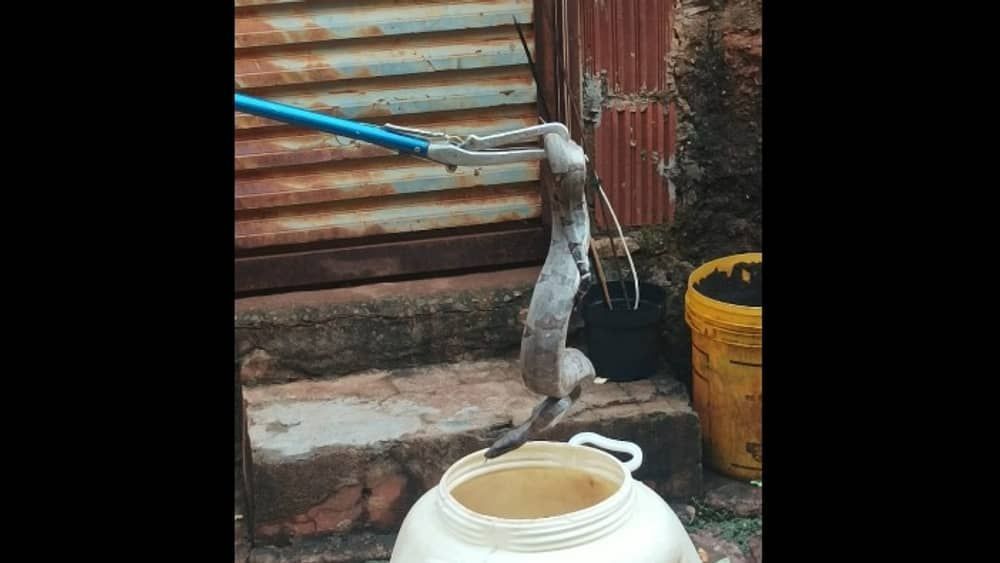 Jiboia é achada em muro de casa no Triângulo Mineiro 