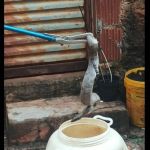 Jiboia é achada em muro de casa no Triângulo Mineiro 