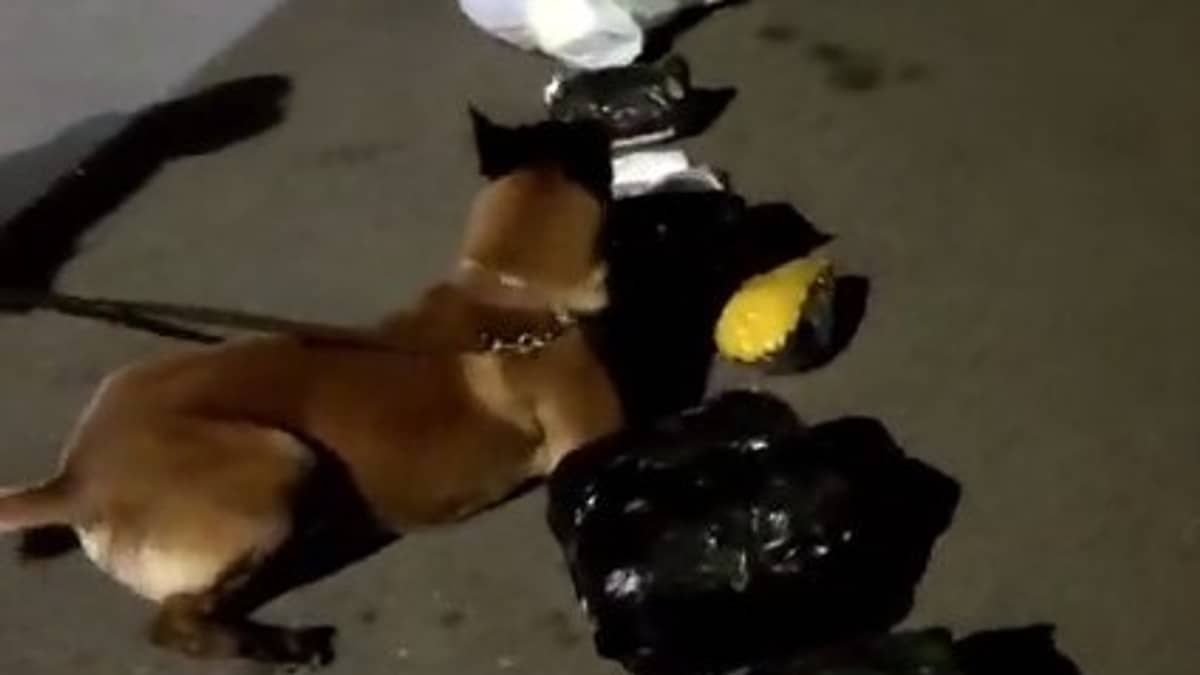Vídeo: cão farejador encontra mil papelotes de cocaína em ônibus na BR-381
