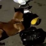 Vídeo: cão farejador encontra mil papelotes de cocaína em ônibus na BR-381