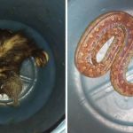 Bombeiros capturam família de gambás e cobra em São João del-Rei