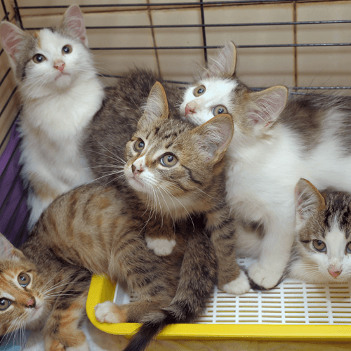 ‘Descobrindo o gato como bicho de estimação’: por que população de felinos disparou no Brasil?