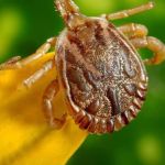 Campinas registra mais duas mortes por febre maculosa