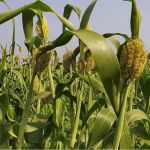 Produção de sorgo cresce 84% e deve atingir 1,2 milhão de toneladas