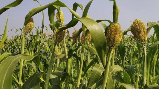 No ano passado, Minas exportou 72 toneladas de sorgo, alcançando o valor de cerca de US$ 605,4 mil,