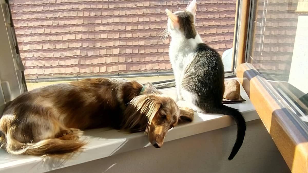 Presença de pets em imóveis alugados cresce em BH; lei proíbe restrição em condomínios