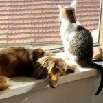 Presença de pets em imóveis alugados cresce em BH; lei proíbe restrição em condomínios