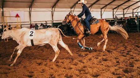 No Ranch Sorting, a graça é apartar o gado, na ordem certa, determinada pelo juiz da prova