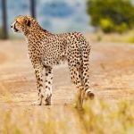 Fêmea de guepardo é levada para acasalar na Índia e morre atacada pelo macho