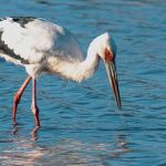 Mapa confirma mais dois casos de gripe aviária em aves silvestres; total sobe para 137