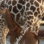 Conheça nome da girafa rara que nasceu sem manchas em zoológico dos Estados Unidos 