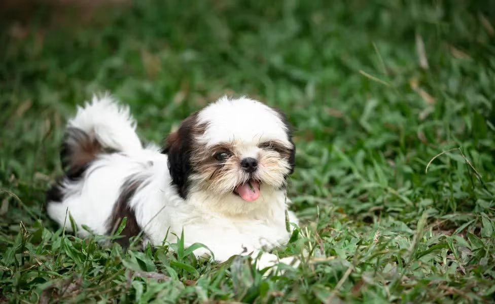 Produtos de limpeza podem provocar dermatite de contato em cães sensíveis; entenda