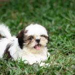 Cão 'pirata': como é a vida de um pet com apenas um olho