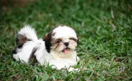 O cérebro canino compensa essa falta rapidamente, utilizando outros sentidos para mapear o ambiente e manter a estabilidade