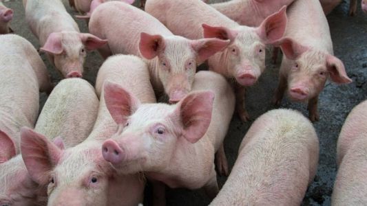Norma de regularização das granjas de suínos foi publicada há 21 anos e precisa ser atualizada, segundo o Mapa