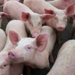 Mapa quer normatizar procedimentos para certificação de granjas suínas