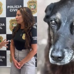 Luisa Mell expõe laudo clínico de cão Orelha e desabafa sobre o caso; confira