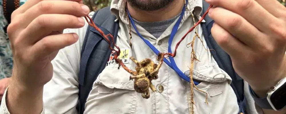 Fungo zumbi raro é registrado pela primeira vez no Brasil e intriga cientistas na Amazônia