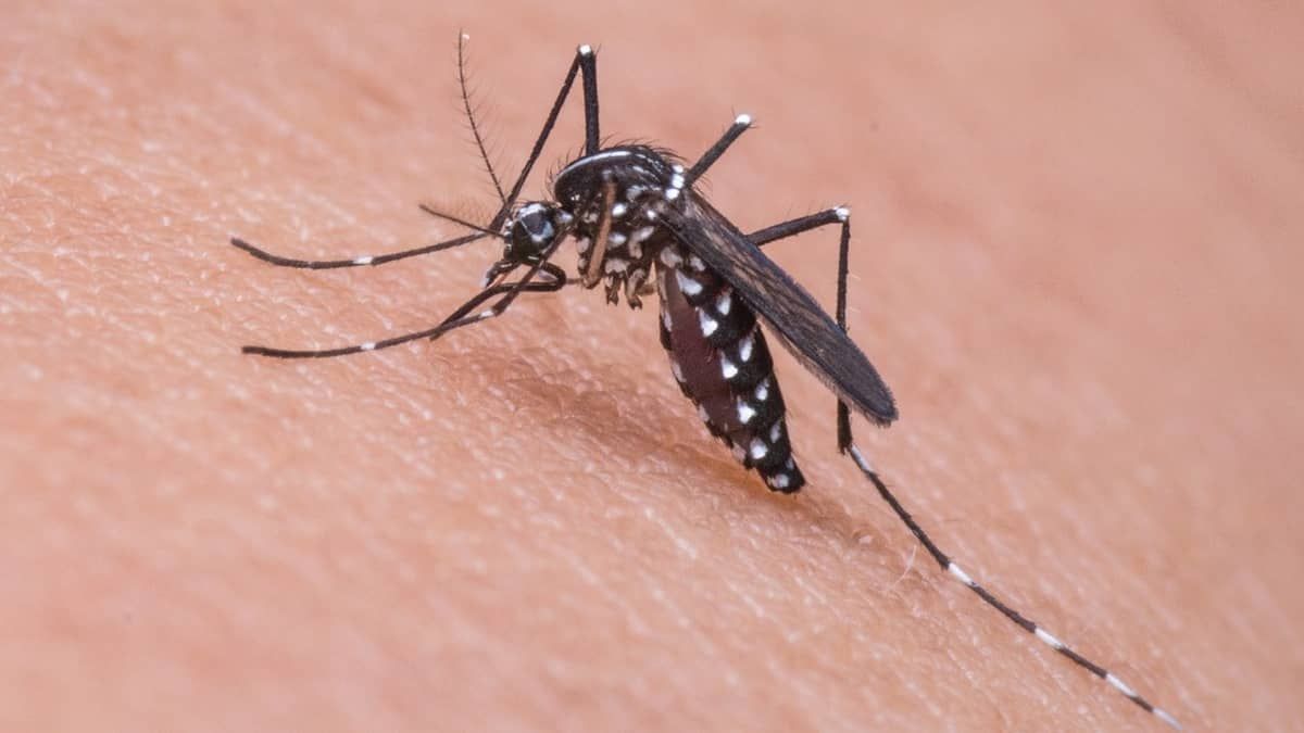 Prefeitura de Contagem organiza mutirão de combate à dengue e chikungunya
