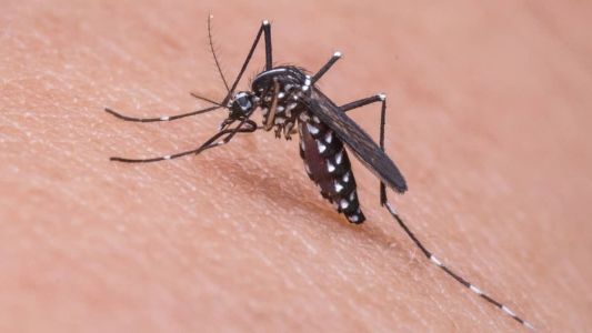 O Aedes aegypti é o transmissor da dengue e chikungunya