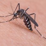 Prefeitura de Contagem organiza mutirão de combate à dengue e chikungunya