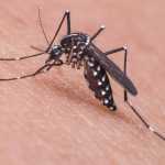 Prefeitura de Contagem organiza mutirão de combate à dengue e chikungunya