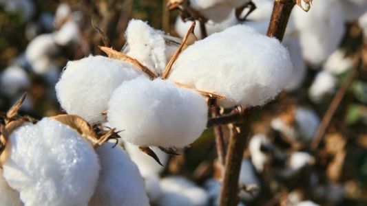 Algodão