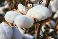 Exportações de algodão batem recorde, enquanto mercado interno tem negócios pontuais