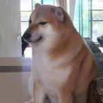 Balltze, o 'cachorro-meme' morre aos 12 anos e comove redes sociais