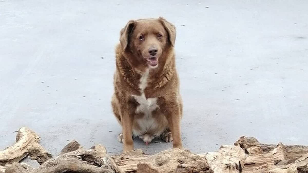 Cachorro mais velho do mundo completa 31 anos e recebe festa em Portugal 