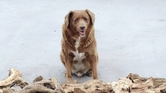 O animal da raça portuguesa Rafeiro do Alentejo, comemorou na última quinta-feira (11) seus 31  anos de vida