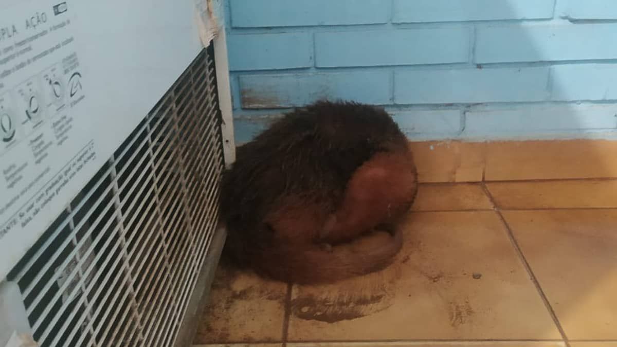 Mamífero selvagem é resgatado de asilo em Minas  