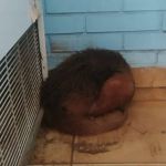 Mamífero selvagem é resgatado de asilo em Minas  