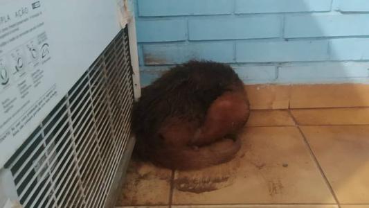 O animal estava acuado em um canto do asilo quando foi resgatado pelos bombeiros